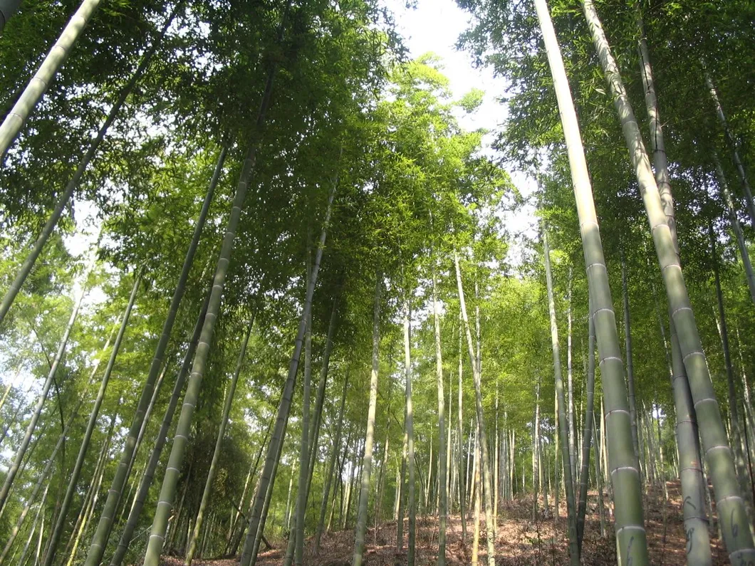 Click Strand Woven Bamboo Flooring