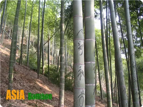 Click Strand Woven Bamboo Flooring